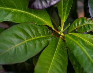 green, leaves, browns, plant