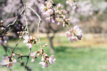 Close up of flowering almond tree