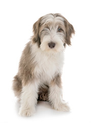 puppy bearded collie