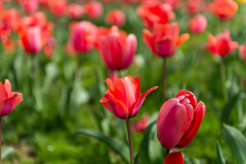 長崎市香焼のチューリップ祭り