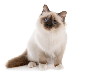 birman kitten in studio