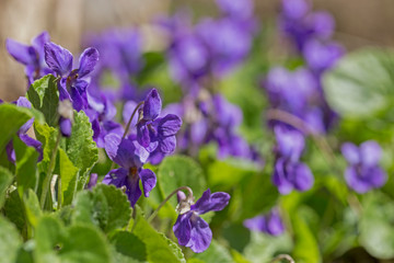 Wild Violet Viola Hirta. Flowering violet (Viola hirta)