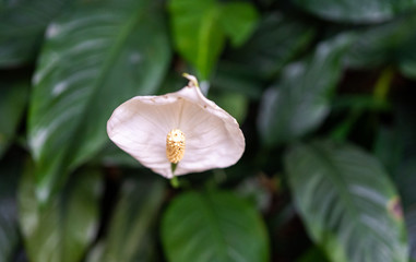 flower, pink, green, grey, yellow, white