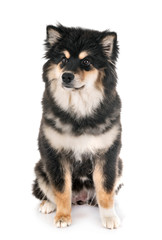 Finnish Lapphund in studio