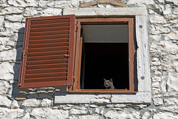 Grey cat standing on a window of an old stone house