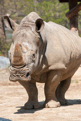 Fototapeta premium animals