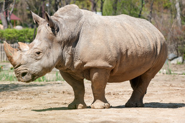 Fototapeta premium animals