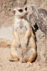 Fototapeta premium animals