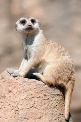 Fototapeta premium animals