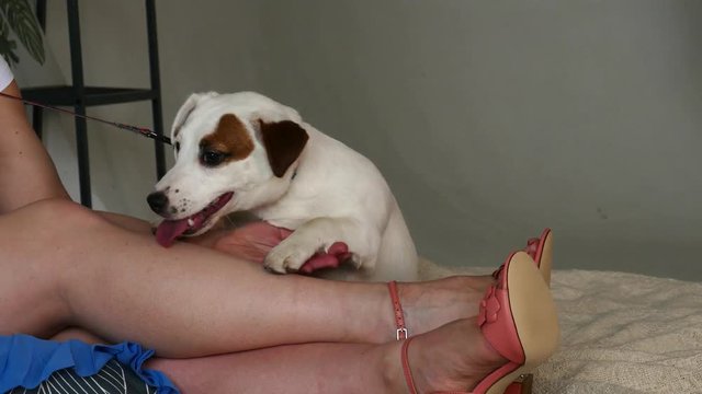 Little dog with the mistress lie on the bed