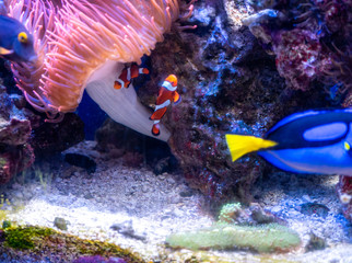 Fototapeta na wymiar dory, blue tang, aquarium, blue, red, orange, yellow, black, pink