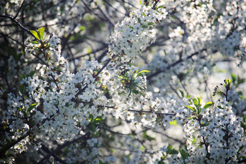 Blossoming trees in spring season