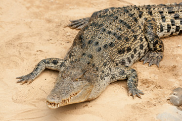 animals