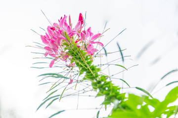 Cleome spinose in early summer