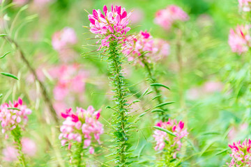 Cleome spinose in early summer