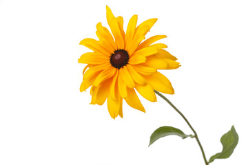 Yellow terry flower rudbeckia isolated on white background. - obrazy, fototapety, plakaty