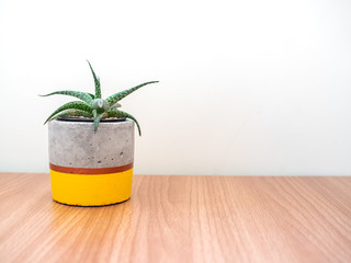 Colorful modern concrete planter with cactus plants. Painted concrete pot for home decoration