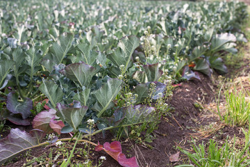 Broccoli with leaves growing in the field