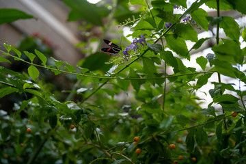 Butterfly, green, trees, leaves, monarch, flowers