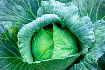 Obraz premium Drops of water on cabbage vegetables Fresh cabbage, organic vegetables Rain drops on fruits and vegetables