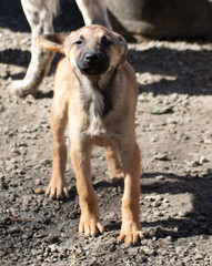 Fototapeta na wymiar Straßenhunde in Rumänien