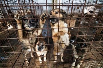 Straßenhunde in Rumänien