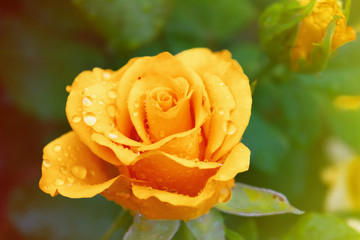 beautiful yellow rose Bud with water drops on the petals