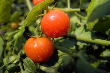 Organic tomato plant