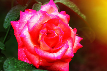 beautiful red rose Bud with water drops on the petals