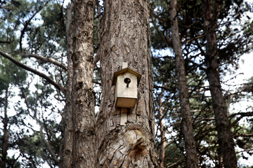 House for birds in the city, winter park