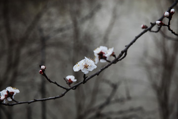 Spring tree flowers background, close-up. Blossom branches of a flowering tree