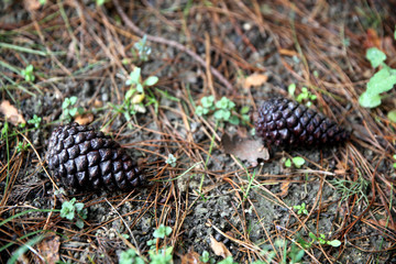 A pine cone is fallen from the pine tree to the wet floor 