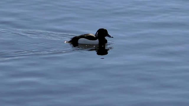 Duck Bucephala clangula in water. Duck birds in free nature closely.  