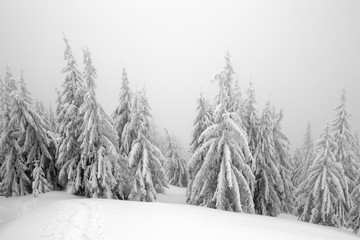 mysterious spruce forest in winter, foggy day