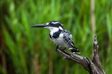 Obraz premium Amazon Kingfisher (Chloroceryle amazona) - female, Cano Negro, Costa Rica