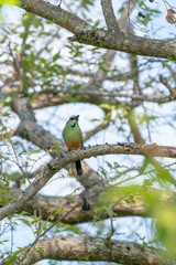 Turquoise-browed Motmot (Eumomota superciliosa)