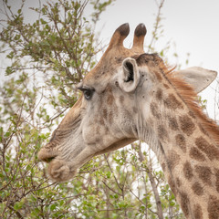 Giraffe (Giraffa camelopardalis)