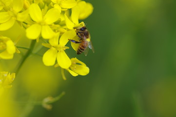 菜の花とミツバチ
