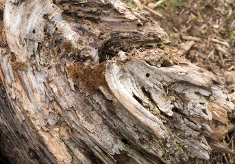 Old crumbling driftwood