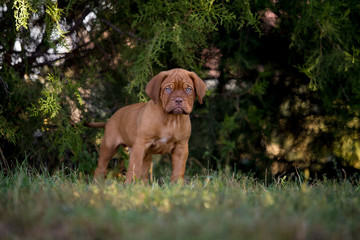 Dog breed Bordeaux mastiff in the su