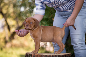 Dog breed Bordeaux mastiff in the su