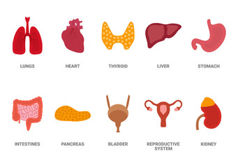 Cartoon human organs set with liver pancreas heart female reproductive system kidneys lungs stomach intestine. Isolated vector illustration, eps 10