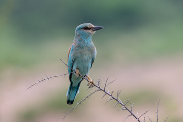 Naklejka premium Lilacbreasted Roller (Coracias caudata), Moremi Wildlife Reserve, Ngamiland, Botswana, Africa