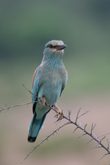 Lilacbreasted Roller (Coracias caudata), Moremi Wildlife Reserve, Ngamiland, Botswana, Africa
