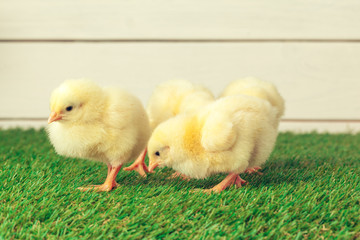 Little chicken on the grass