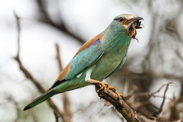 Lilacbreasted Roller (Coracias caudata), Moremi Wildlife Reserve, Ngamiland, Botswana, Africa