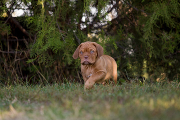 Fototapeta na wymiar Dog breed Bordeaux mastiff in the su