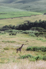 Naklejka premium Giraffe