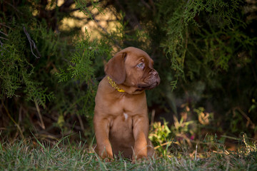 Dog breed Bordeaux mastiff in the su