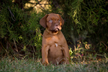 Dog breed Bordeaux mastiff in the su